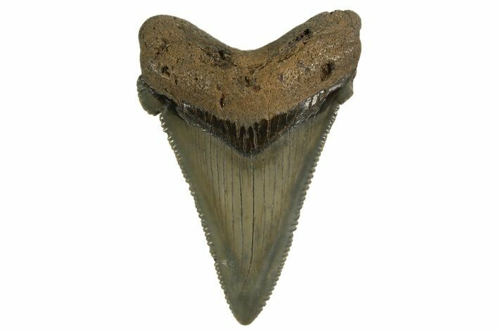 Serrated Angustidens Tooth - Megalodon Ancestor #321701